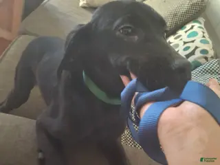 Labrador Retriever dogs Labrador Retriever Puppy 4 - Ad 33