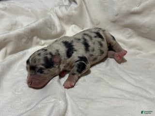 Australian Shepherd dogs Spruce - Ad 27