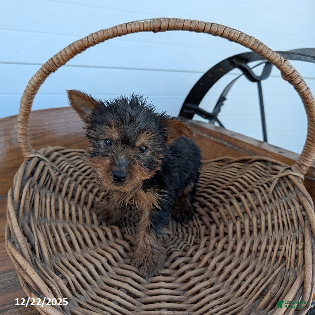 Yorkshire Terrier dogs for sale: Ronald - Ad 2
