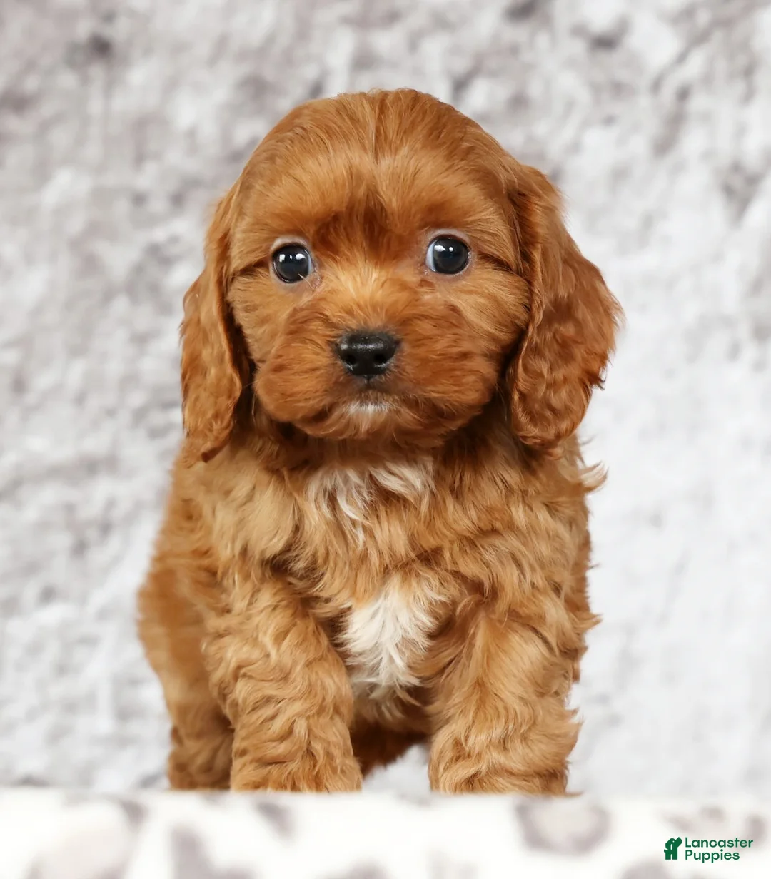 Cavapoo dogs for sale: Max - Ad 6