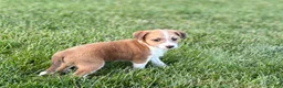 Mixed Breed dogs for sale: Italian greyhound/Havanese Cade  - Ad 10