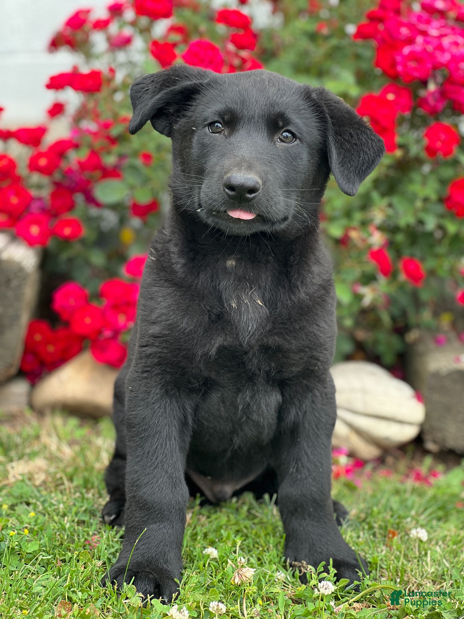 Sheprador dogs Cyrus - Ad 7