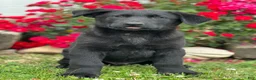 Sheprador dogs for sale: Cyrus - Ad 1