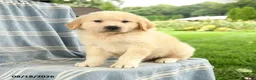 Mixed Breed dogs for sale: Calvin - Ad 1