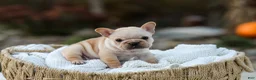 French Bulldog dogs for sale: Jill - Cream - Ad 12