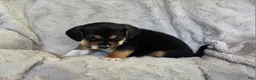 Puggle dogs for sale: Sissy - Ad 3