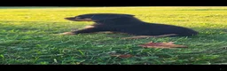 Rottweiler dogs for sale: Noel  - Ad 5