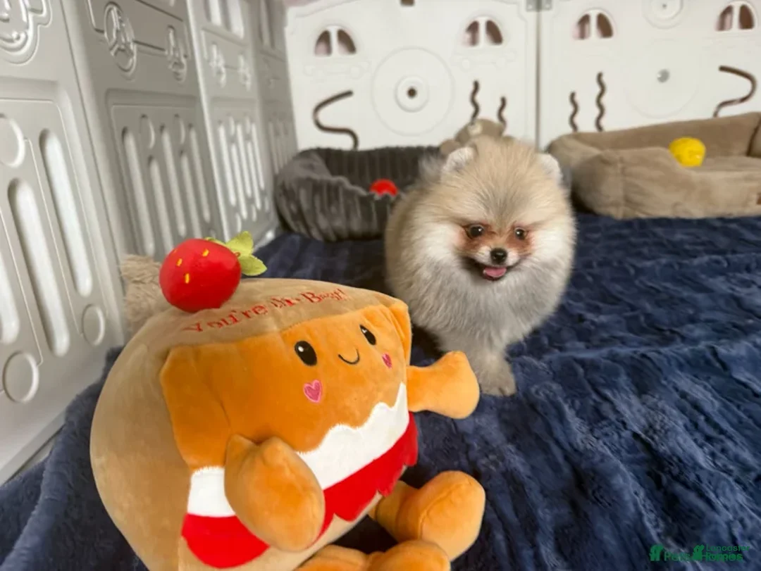 Pomeranian dogs for sale: Greg - Ad 29