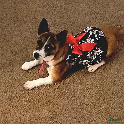 Gallery Image {{count}}