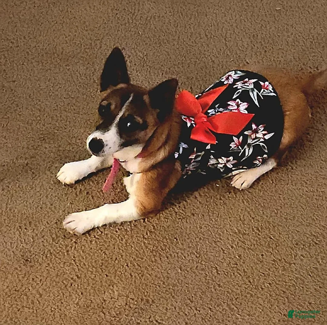 Gallery Image {{count}}