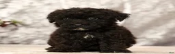 Havapoo dogs for sale: Ranger - Ad 9