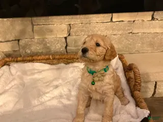 Goldendoodle dogs Goldendoodle Puppy 4 - Ad 38