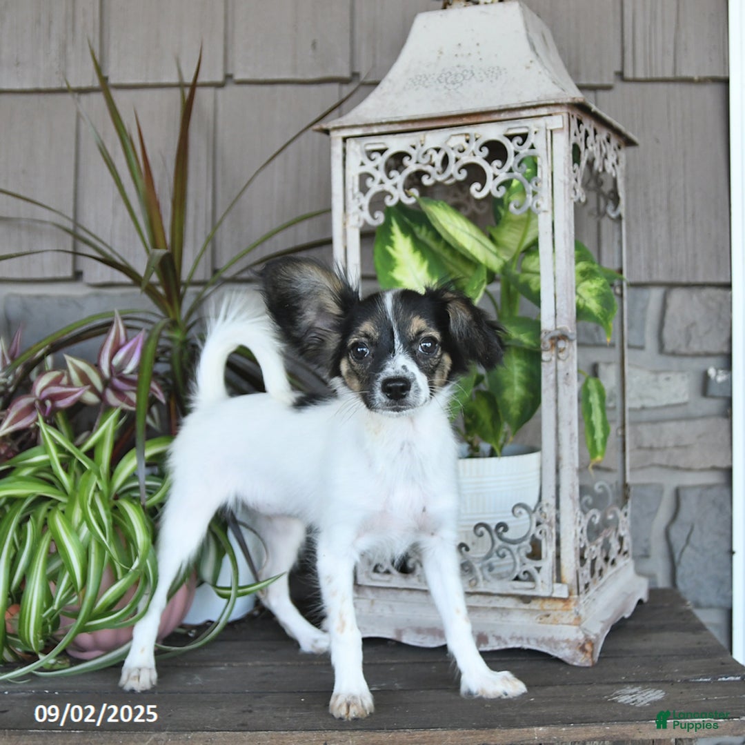 Papillon dogs for sale: Lilah - Ad 2