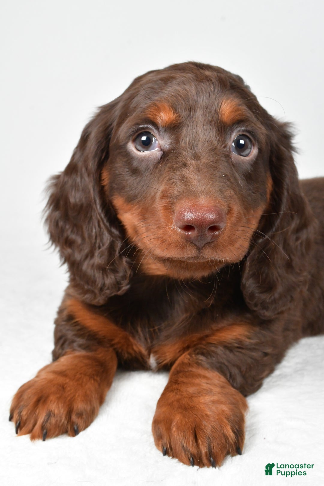 Miniature Dachshund dogs for sale: Alex - Ad 5