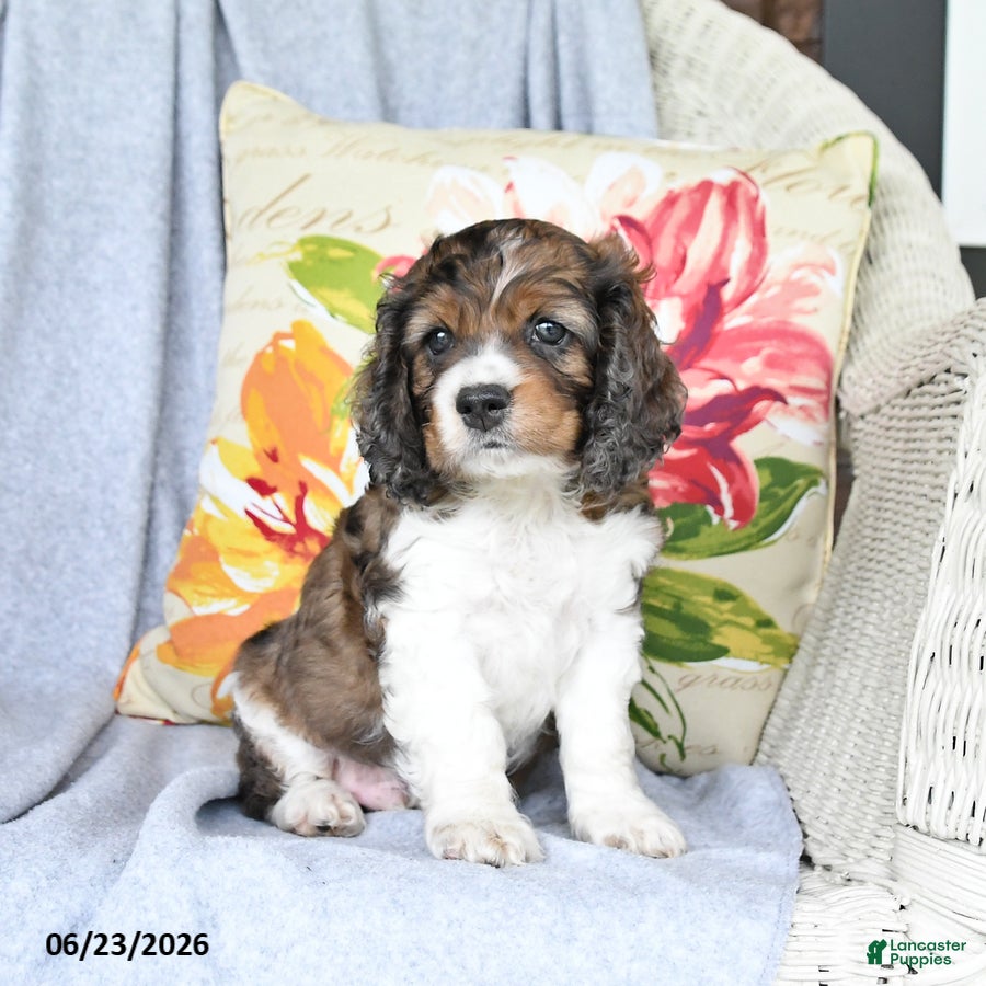 Cockapoo dogs for sale: Socks - Ad 1