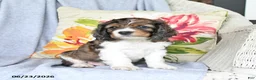 Cockapoo dogs for sale: Socks - Ad 1