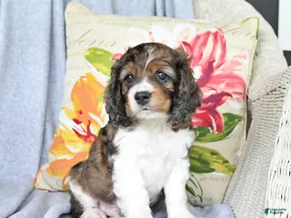 Cockapoo dogs for sale: Socks - Ad 1