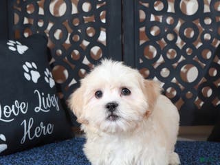 Teddy Bear dogs Milo - Ad 30