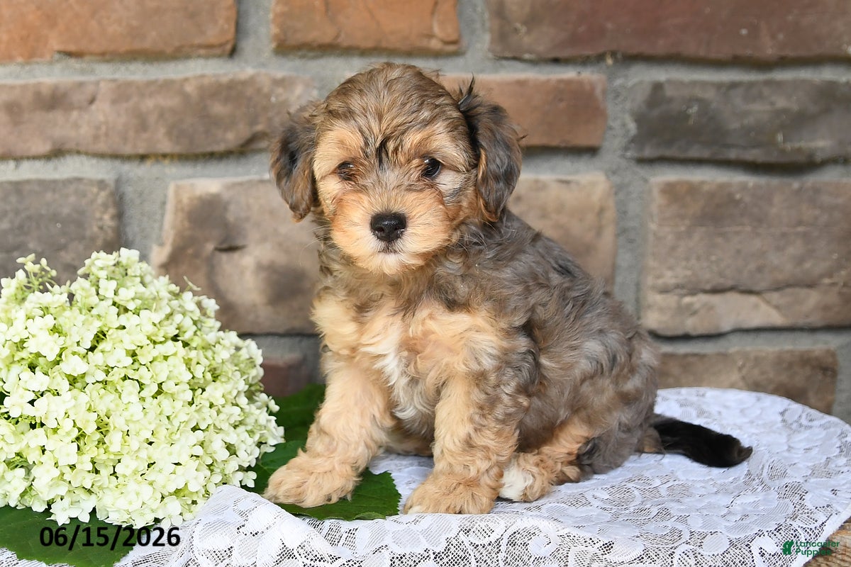 Yorkiepoo dogs Oliver - Ad 1