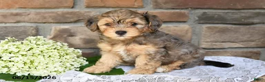 Oliver