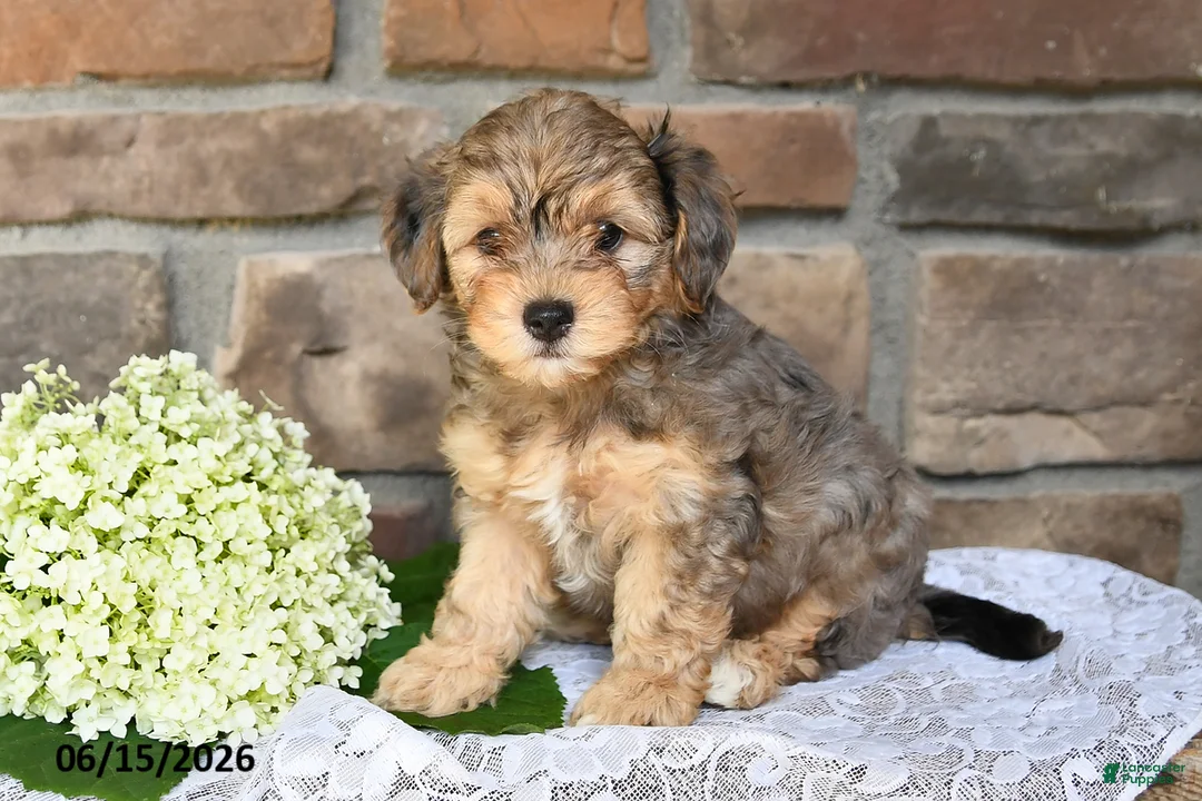 Yorkiepoo dogs for sale: Oliver - Ad 1