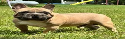French Bulldog dogs for sale: Samson - Ad 5