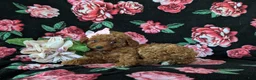 Mini Goldendoodle dogs for sale: Stefani 10 lbs full grown - Ad 4