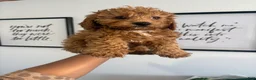 Cavapoo dogs for sale: Chance❤️🐾 - Ad 6