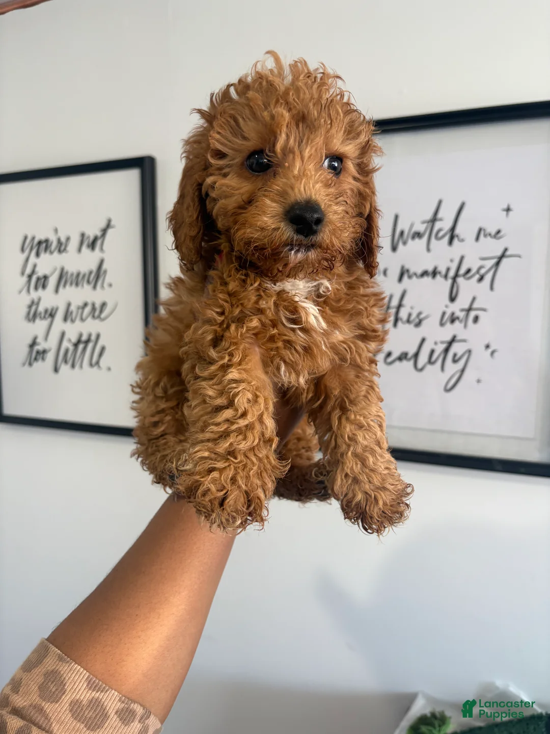 Cavapoo dogs for sale: Pumpkin❤️ - Ad 1