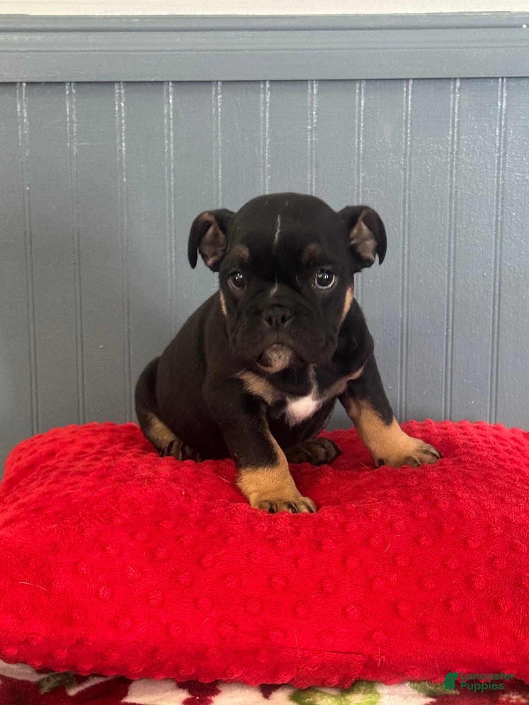 English Bulldog dogs for sale: Lilly  - Ad 2