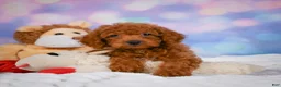 Cavapoo dogs for sale: Daisy - Ad 4
