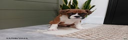 Boxer dogs for sale: Riley - Ad 5