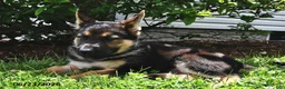 German Shepherd dogs for sale: Pilot - Ad 4