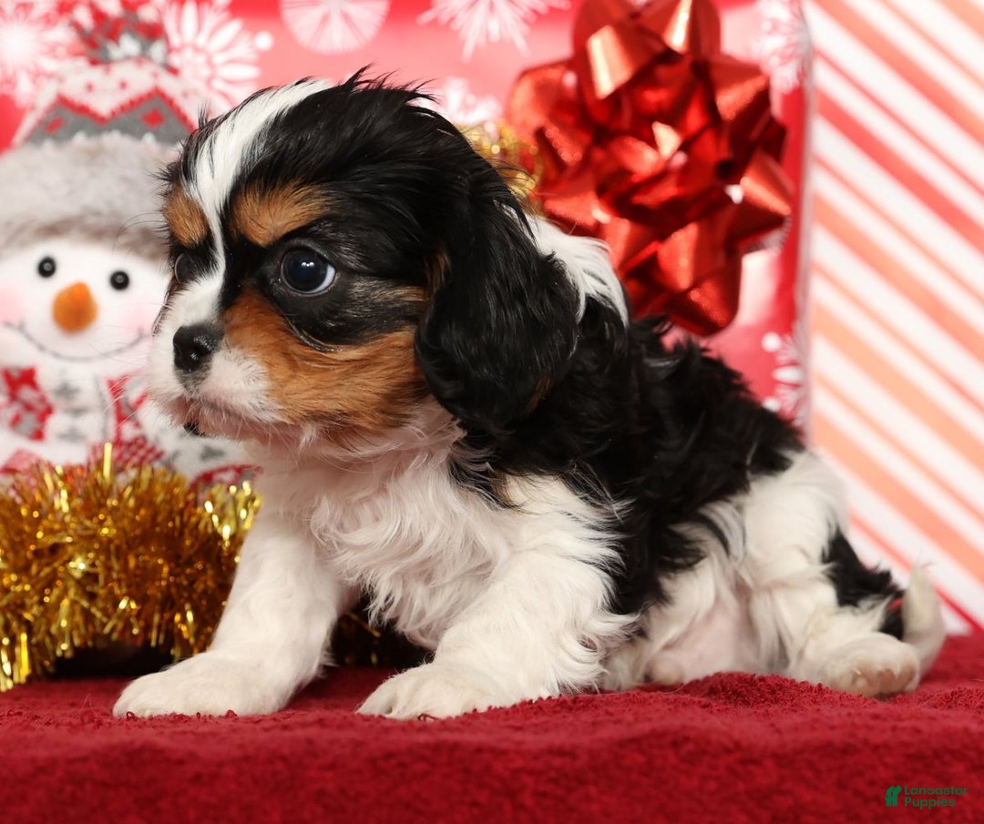 Cavalier King Charles Spaniel dogs for sale: Bobby - Ad 2