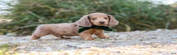 Dachshund dogs for sale: Alex - Ad 6