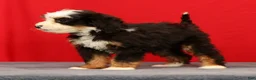 Mini Bernedoodle dogs for sale: Stella - Ad 3