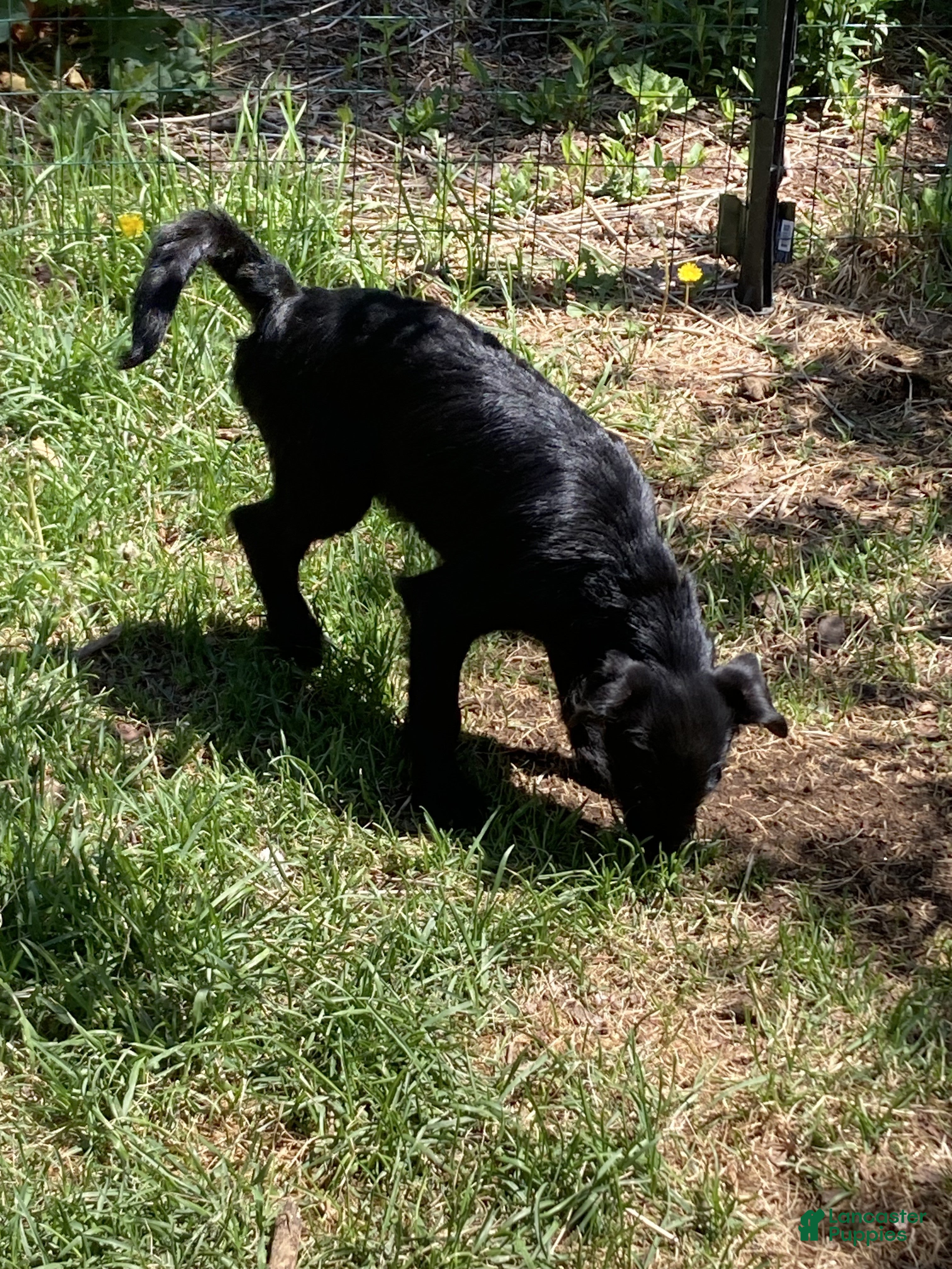 Bordoodle dogs Bordoodle Puppy Panther - Ad 1