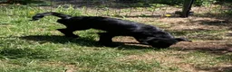 Bordoodle dogs for sale: Bordoodle Puppy Panther - Ad 1
