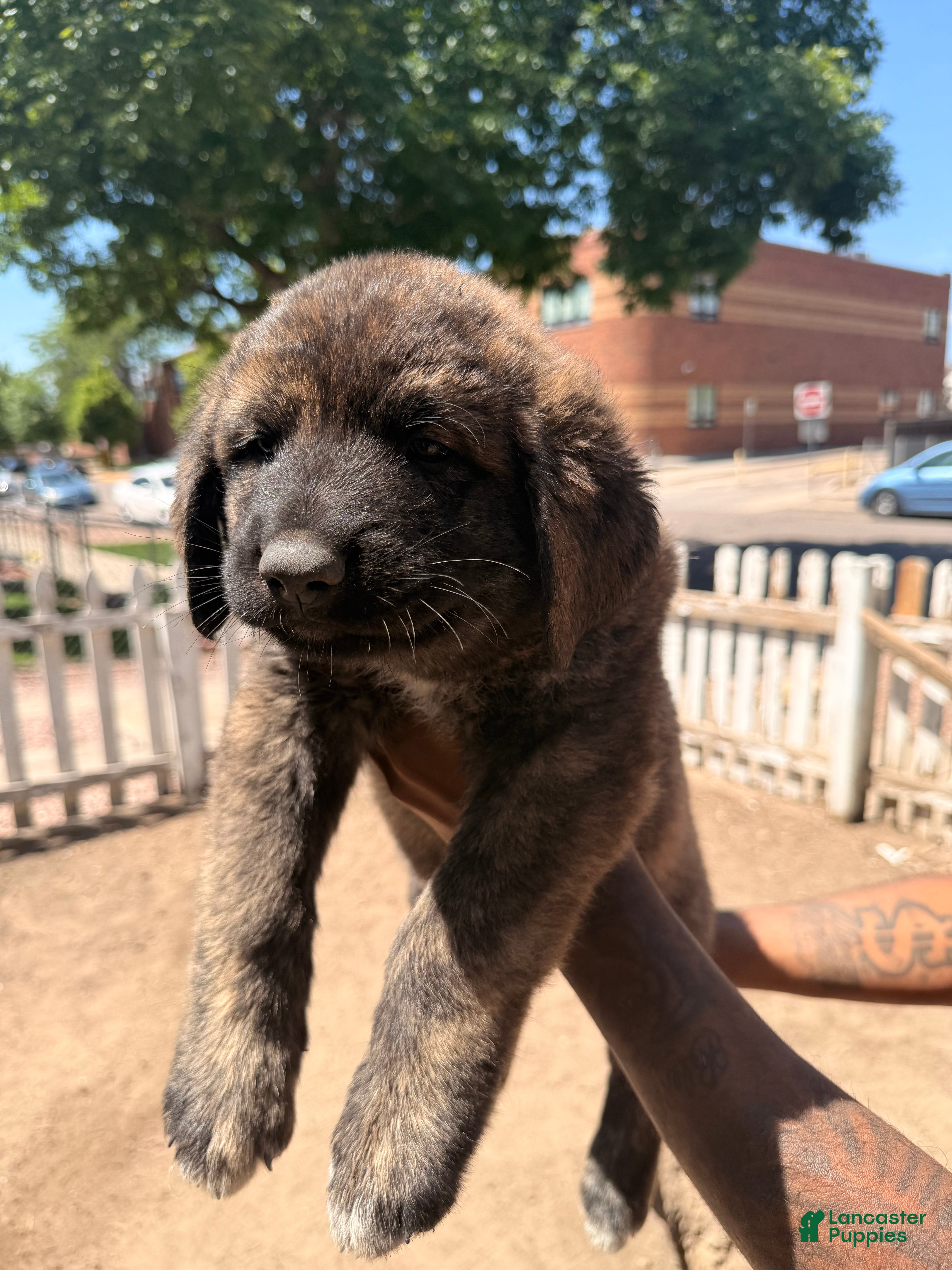 Mixed Breed dogs Papa - Ad 1