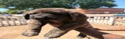 Mixed Breed dogs for sale: Papa - Ad 1