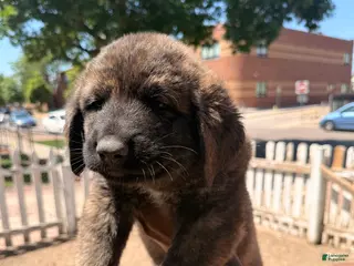 Mixed Breed dogs for sale: Papa - Ad 1
