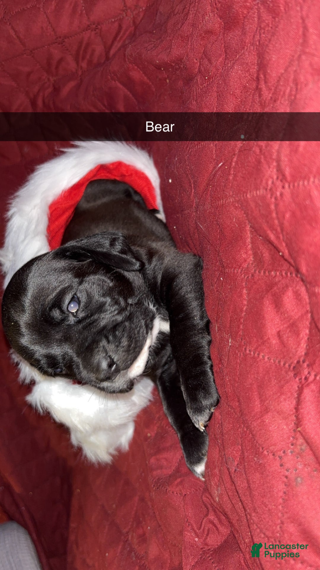 Mixed Breed dogs for sale: Bear - Ad 2