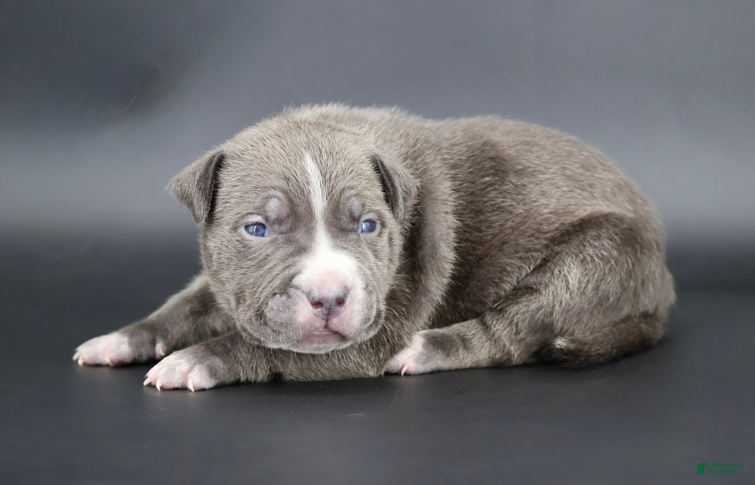 American Bully dogs Lady - Ad 1