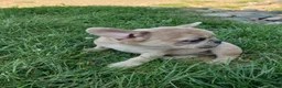 French Bulldog dogs for sale: Sunny - Ad 4