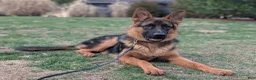 German Shepherd dogs for sale: German Shepherd Puppy 2 - Ad 3