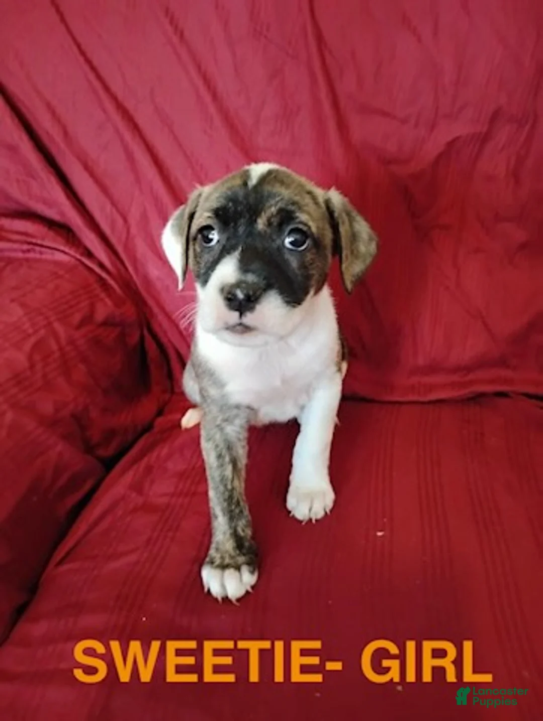 Mixed Breed dogs for sale: Sweetie - Ad 1