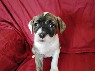 Mixed Breed dogs Sweetie - Ad 15