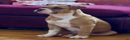 Alapaha Blue Blood Bulldog dogs for sale: BEA Riot - Ad 5
