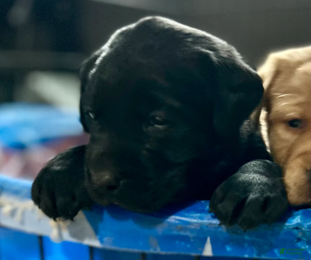 Labrador Retriever dogs for sale: Cole - Ad 2