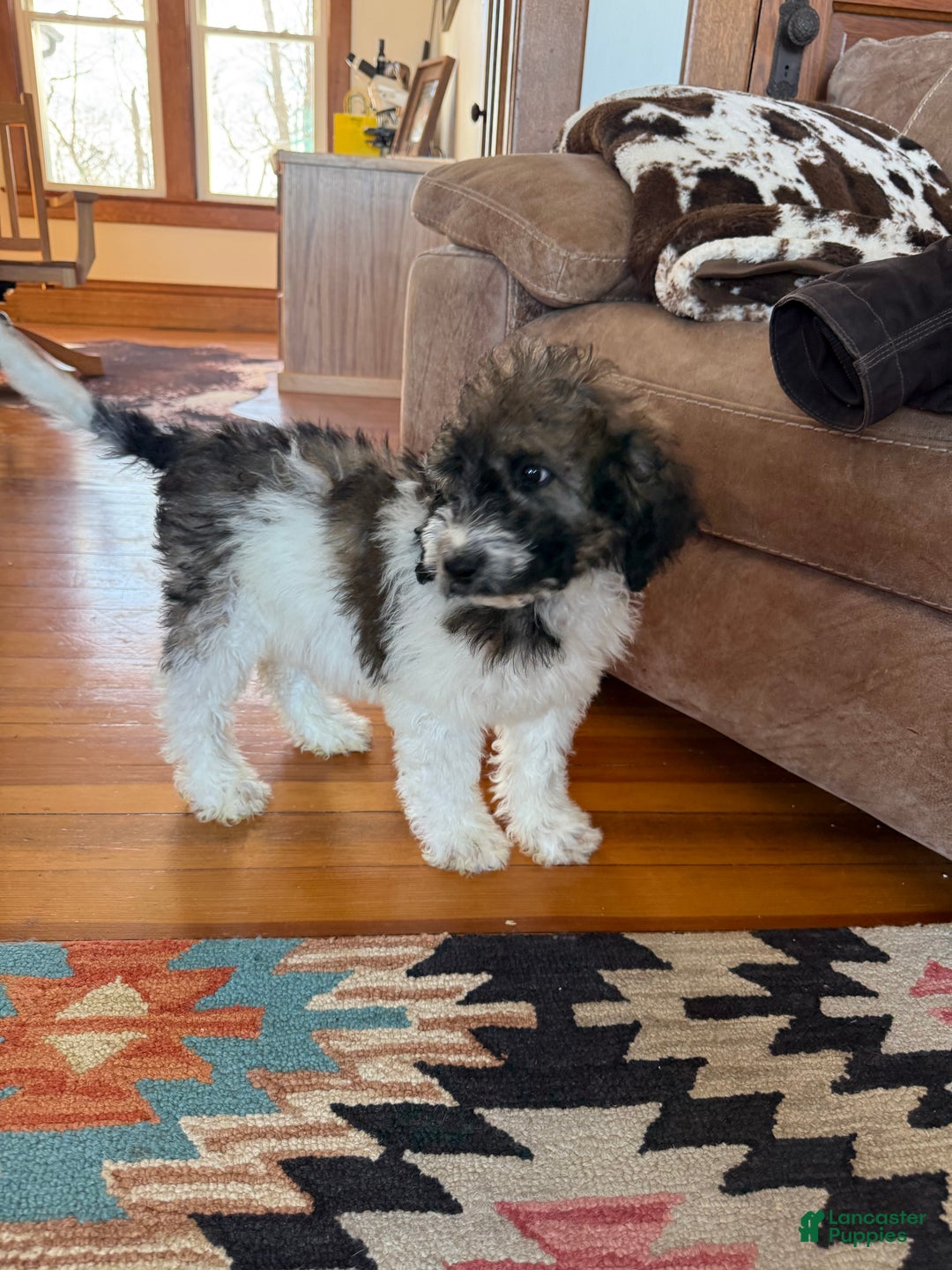 Saint Berdoodles dogs for sale: Ruth - Ad 10